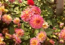 清明不想走遠？北京市內公園走起