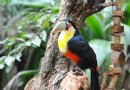 伊瓜蘇鳥園