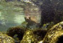 Darwin Scuba Dive
