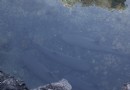 伊莎貝拉島
