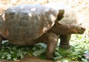 Galapaguera de Cerro Colorado