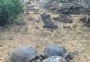 加拉帕戈斯國家公園