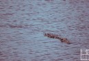 Tortuguero National Park