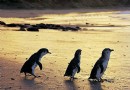 菲利普島