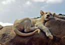 匹鄰斯堡動物園