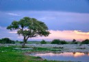 Okaukuejo waterhole