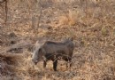 Mokolodi 野生動物保護區