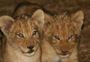 majete game reserve