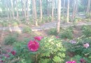 仁和公園