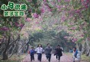 小馬識途