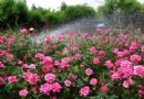 凡花小築
