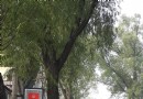 柳溝村