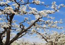 梨花莊園