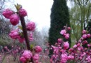 桃花海