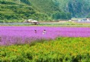密雲人間花海薰衣草莊園