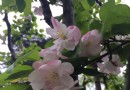 碧水風荷公園