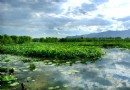 翠湖濕地公園