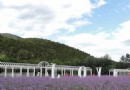 愛琴海薰衣草莊園