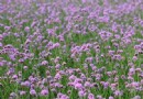 藍調薰衣草莊園