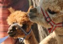 朝陽公園歡樂島親子動物樂園