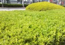 南開公園