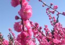 幸福公園