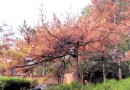 紅橋區烈士陵園