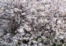 鵬城花千谷
