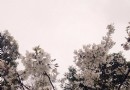 紀王公園