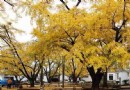 古銀杏樹公園