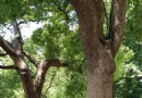 普陀體育公園