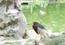 閘北公園