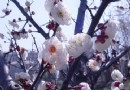 莘莊公園
