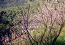 永川桃花源