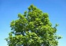 海石公園