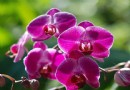 蘭花科技園