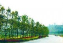 海棠煙雨公園