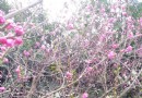融僑公園