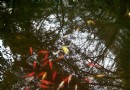 西山公園