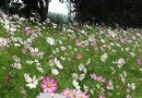 照母山植物園