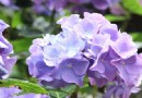 大木林下花園