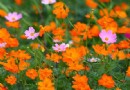 大木花谷