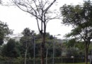 寶安體育館
