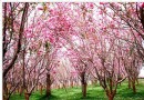 天適櫻花悠樂園