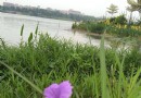 白雲湖