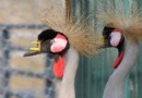 南沙水鳥世界生態公園