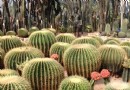 沙漠植物區