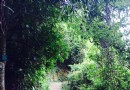 圍嶺公園