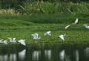 鹭鳥天堂