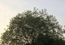 左岸公園